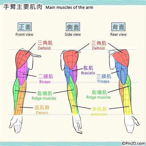 手臂下面叫什麼|手臂有多少部位，名称分别是什么呢？